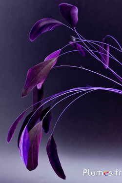 Coquetip - 20-25 cm - lila-schwarz